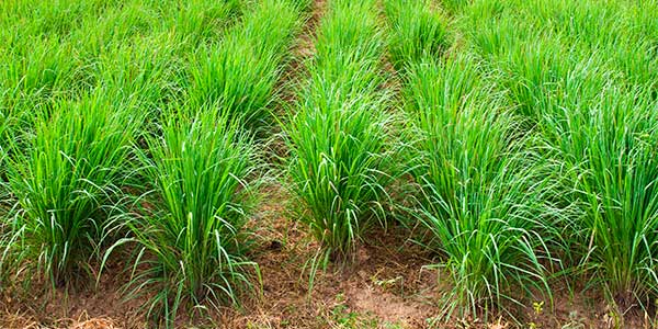 Citronela, Capím Limão Cymbopogon nardus no Saquinho