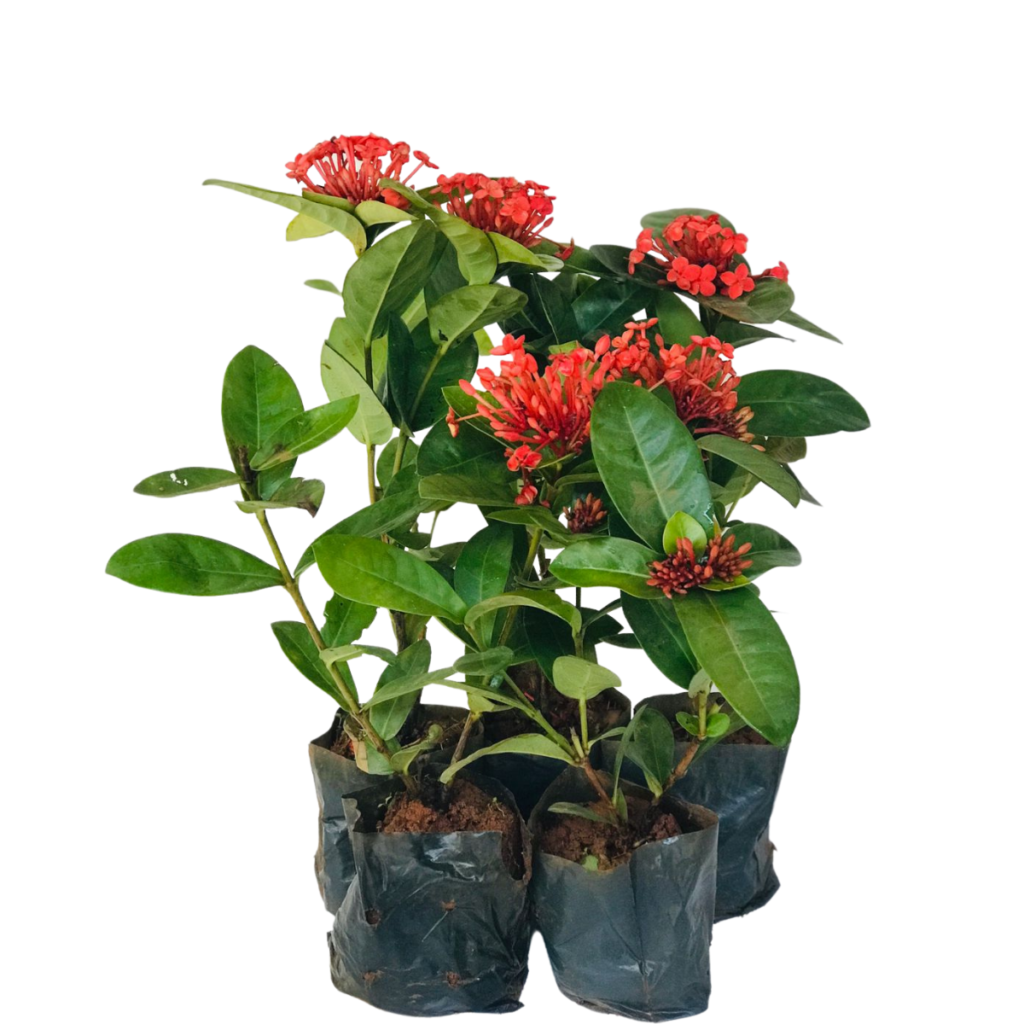 Ixória Midi Vermelha - Ixora coccinea no Saquinho