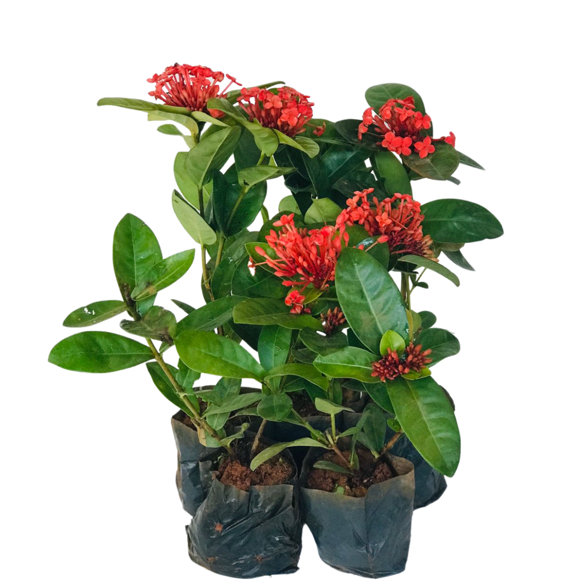 Ixória Midi Vermelha - Ixora coccinea no Saquinho - Imagem 2