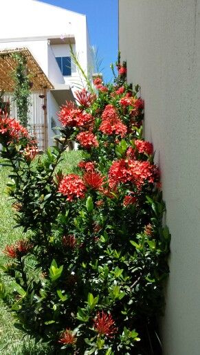 Ixória Midi Vermelha - Ixora coccinea no Saquinho - Imagem 3