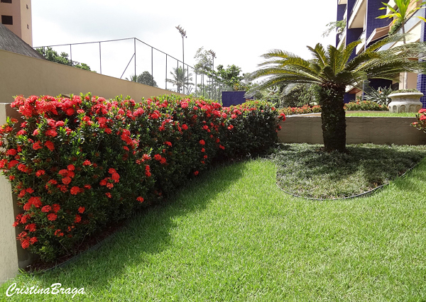 Ixória Midi Vermelha - Ixora coccinea no Saquinho - Imagem 4