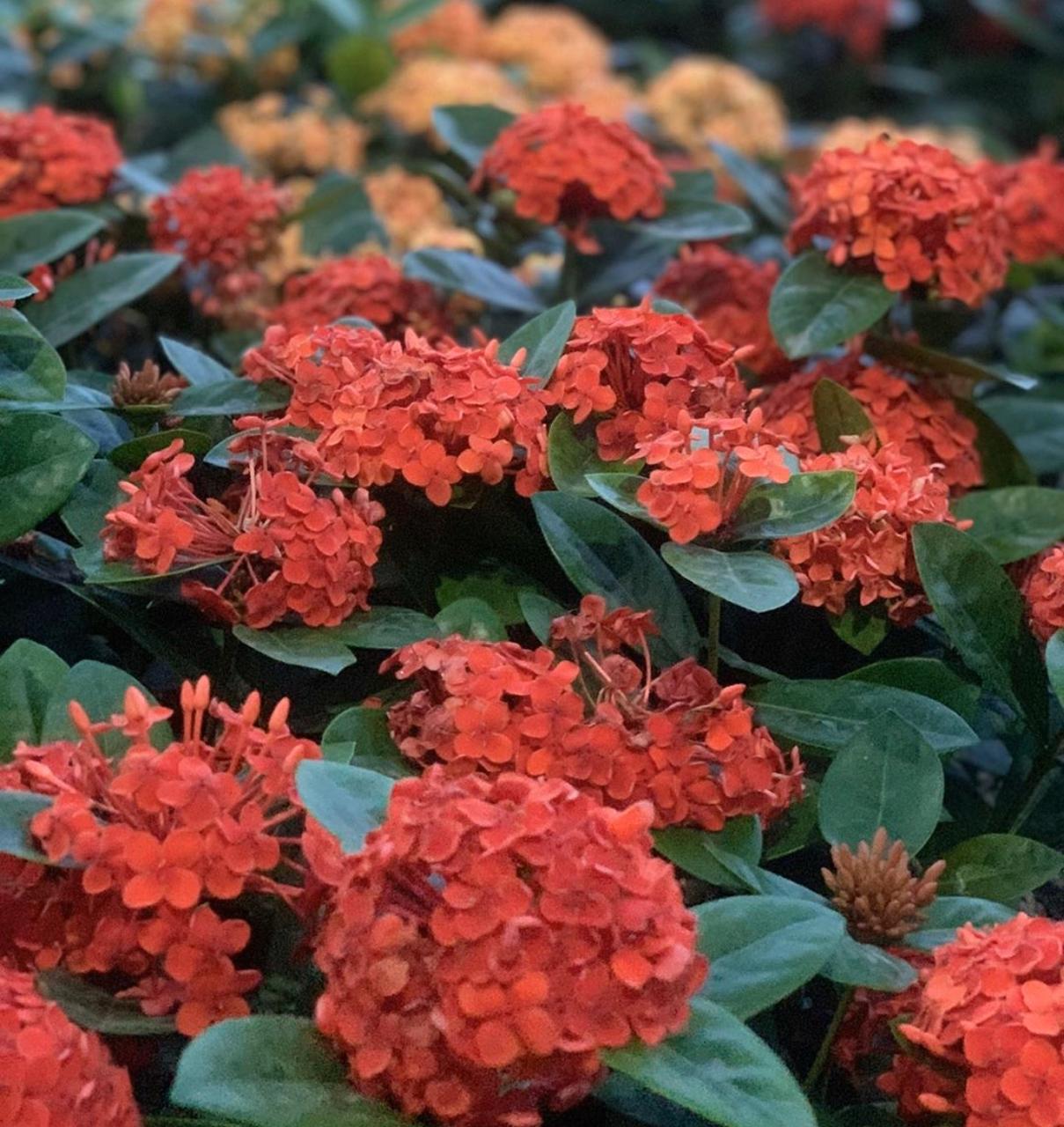 Ixória Midi Vermelha - Ixora coccinea no Saquinho - Imagem 5