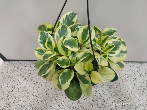 Peperomia Variegata - obtusifolia - Pote 11 - Imagem 3