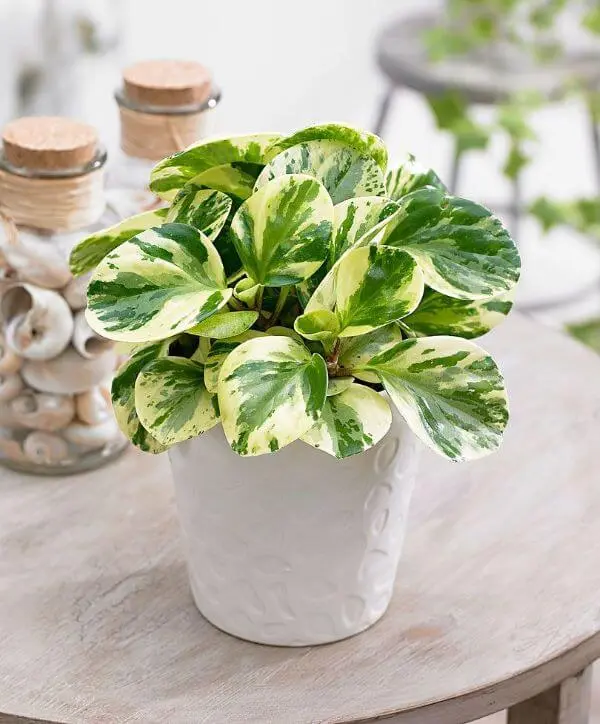 Peperomia Variegata - obtusifolia - Pote 11 - Imagem 4