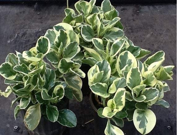 Peperomia Variegata - obtusifolia - Pote 11 - Imagem 5