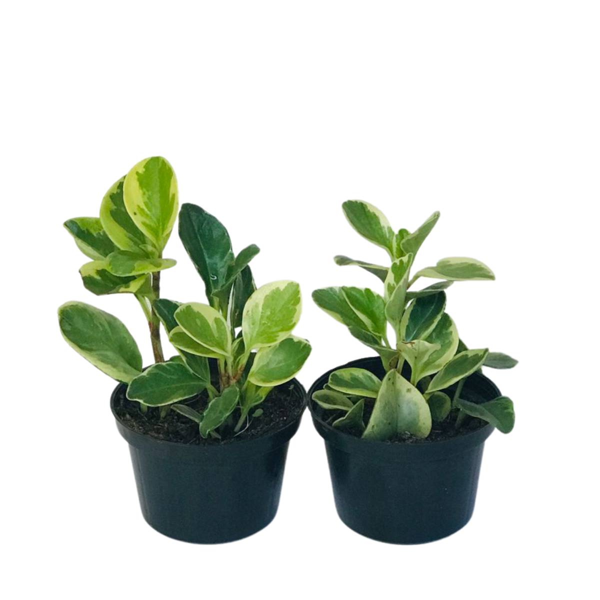Peperomia Variegata - obtusifolia - Pote 11 - Imagem 2