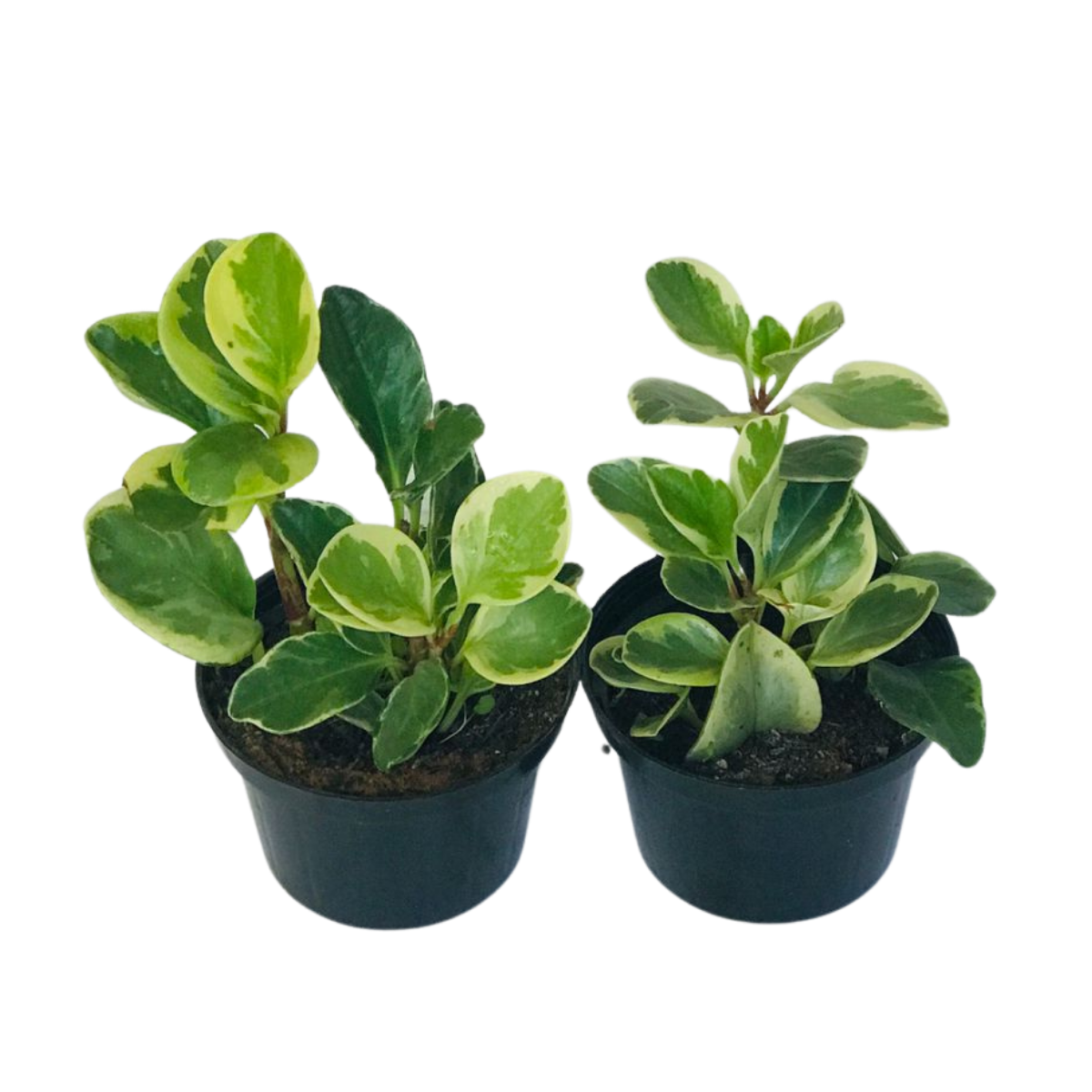 Peperomia Variegata - obtusifolia - Pote 11
