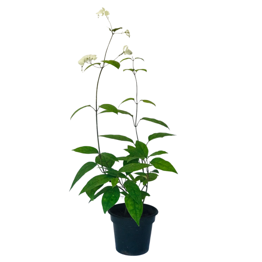 Lágrima de Cristo (Clerodendron thomsonae) - Trepadeira Pote 15