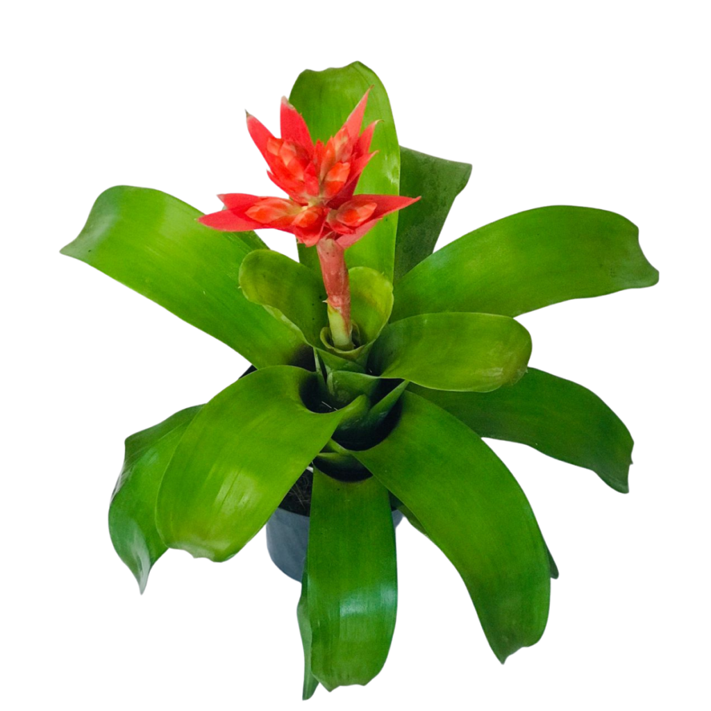 Bromélia Aechmea Massima - Flor Vermelha Pote 20
