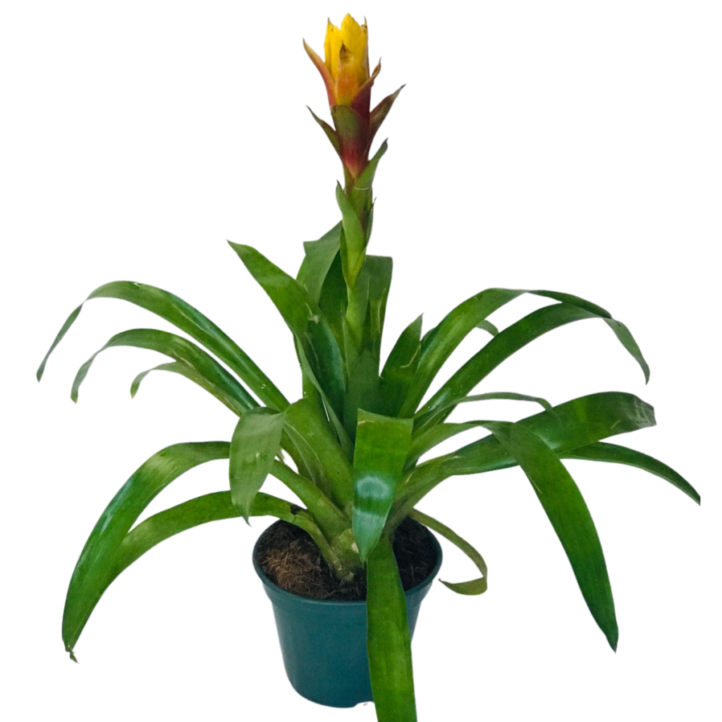 Bromélia Guzmania Conífera Flor Amarela Pote 20