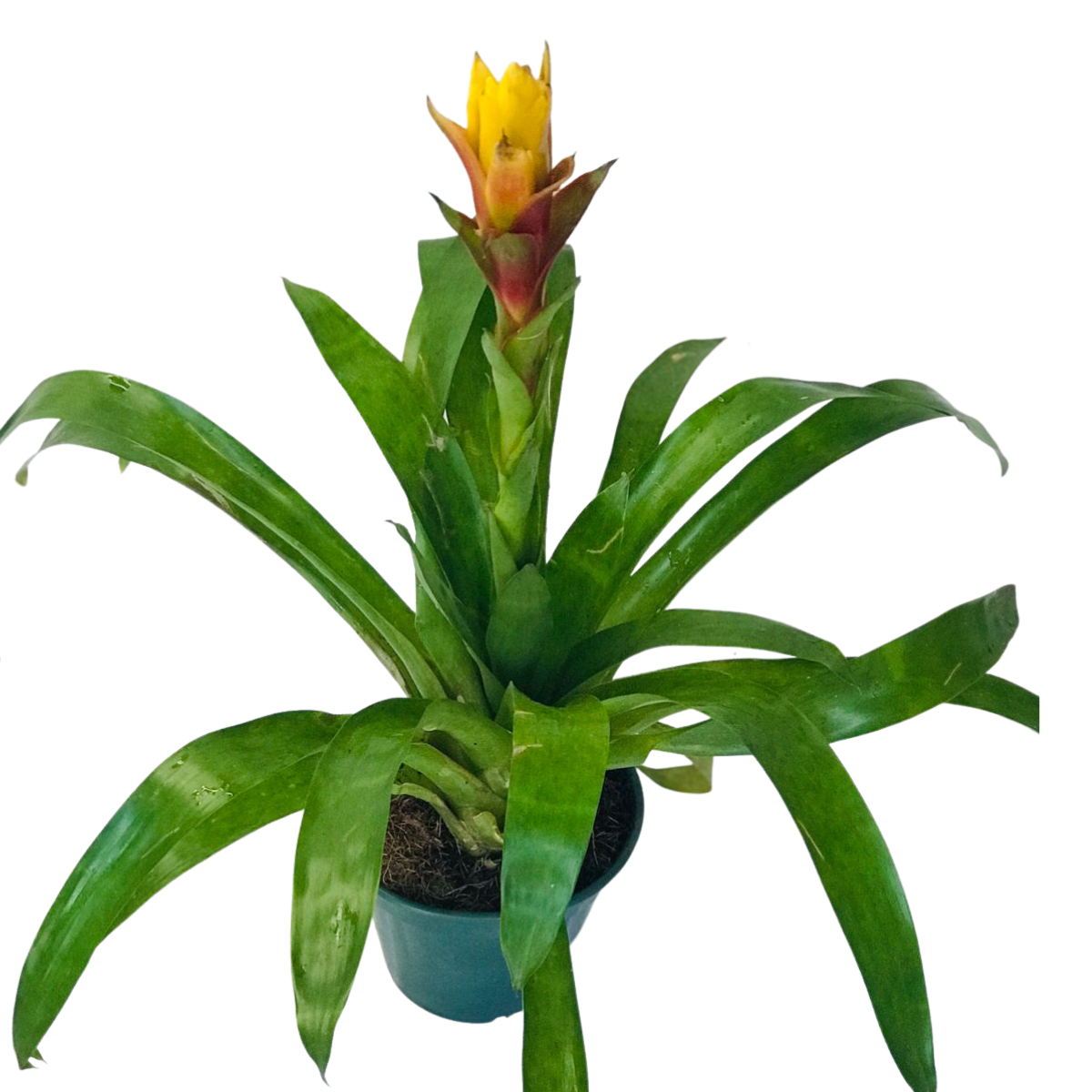 Bromélia Guzmania Conífera Flor Amarela Pote 20 — foto 2