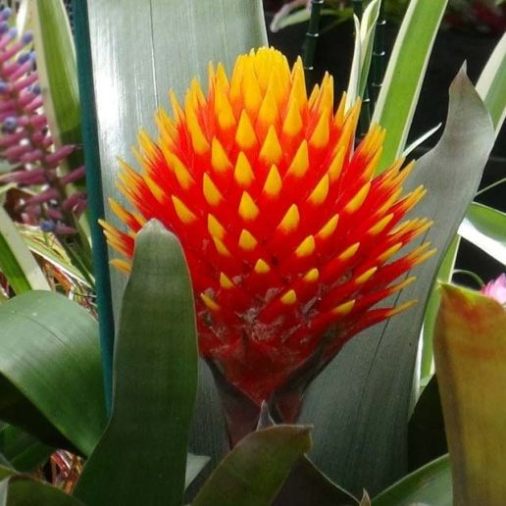 Bromélia Guzmania Conífera Flor Amarela Pote 20 — foto 3