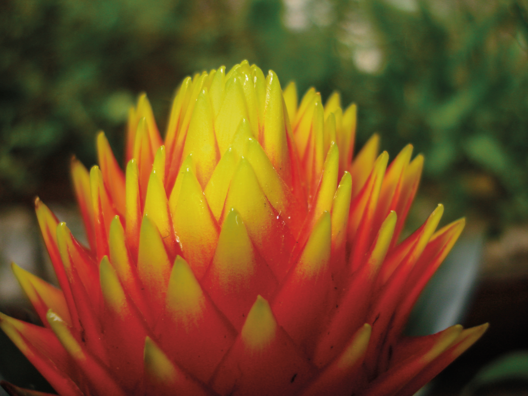 Bromélia Guzmania Conífera Flor Amarela Pote 20 — foto 4