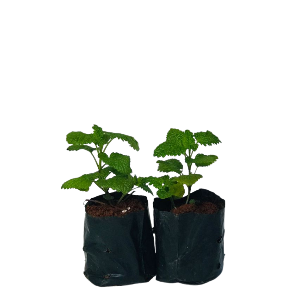 Hortelã - Mentha spicata no Saquinho