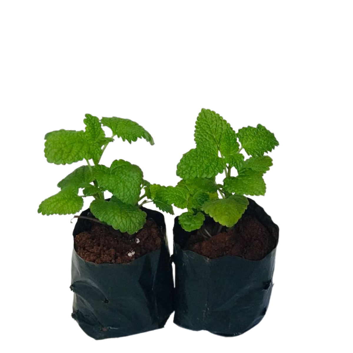 Hortelã - Mentha spicata no Saquinho — foto 2