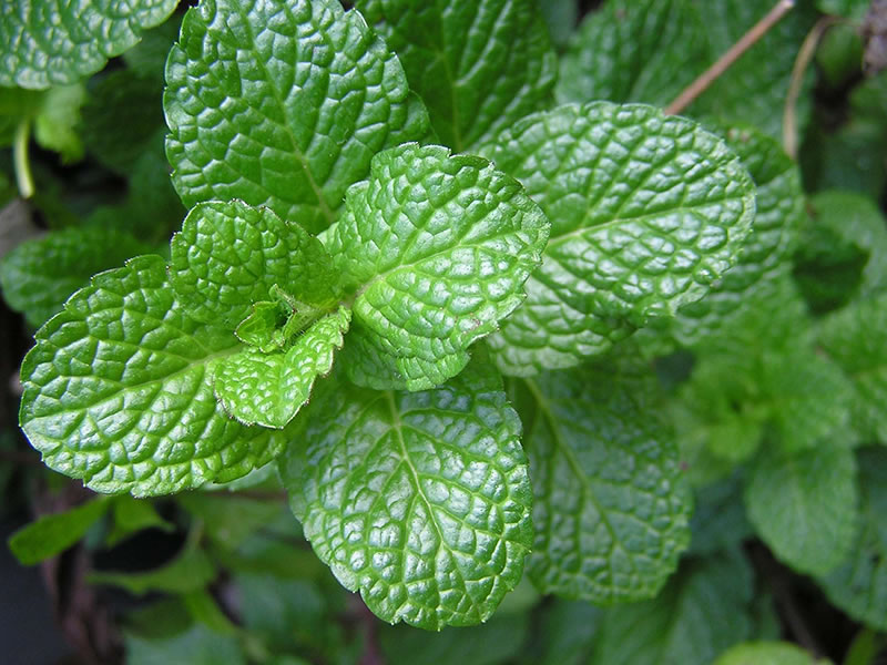 Hortelã - Mentha spicata no Saquinho — foto 3