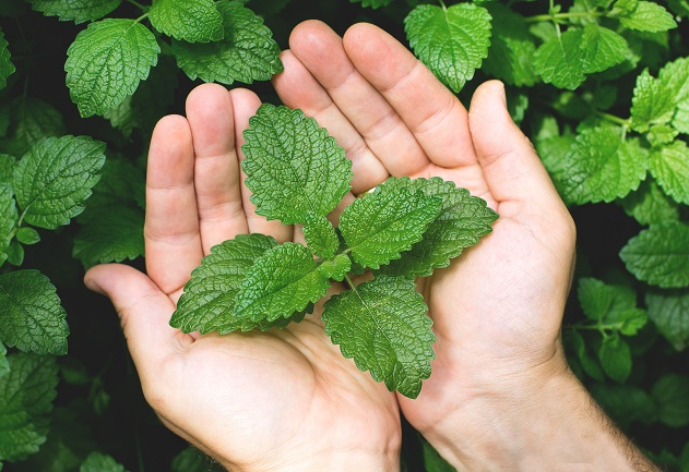 Hortelã - Mentha spicata no Saquinho — foto 5