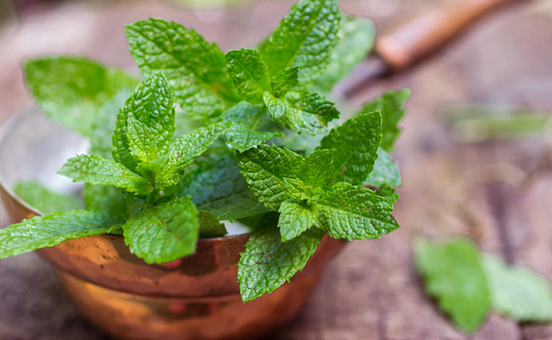 Hortelã - Mentha spicata no Saquinho — foto 6