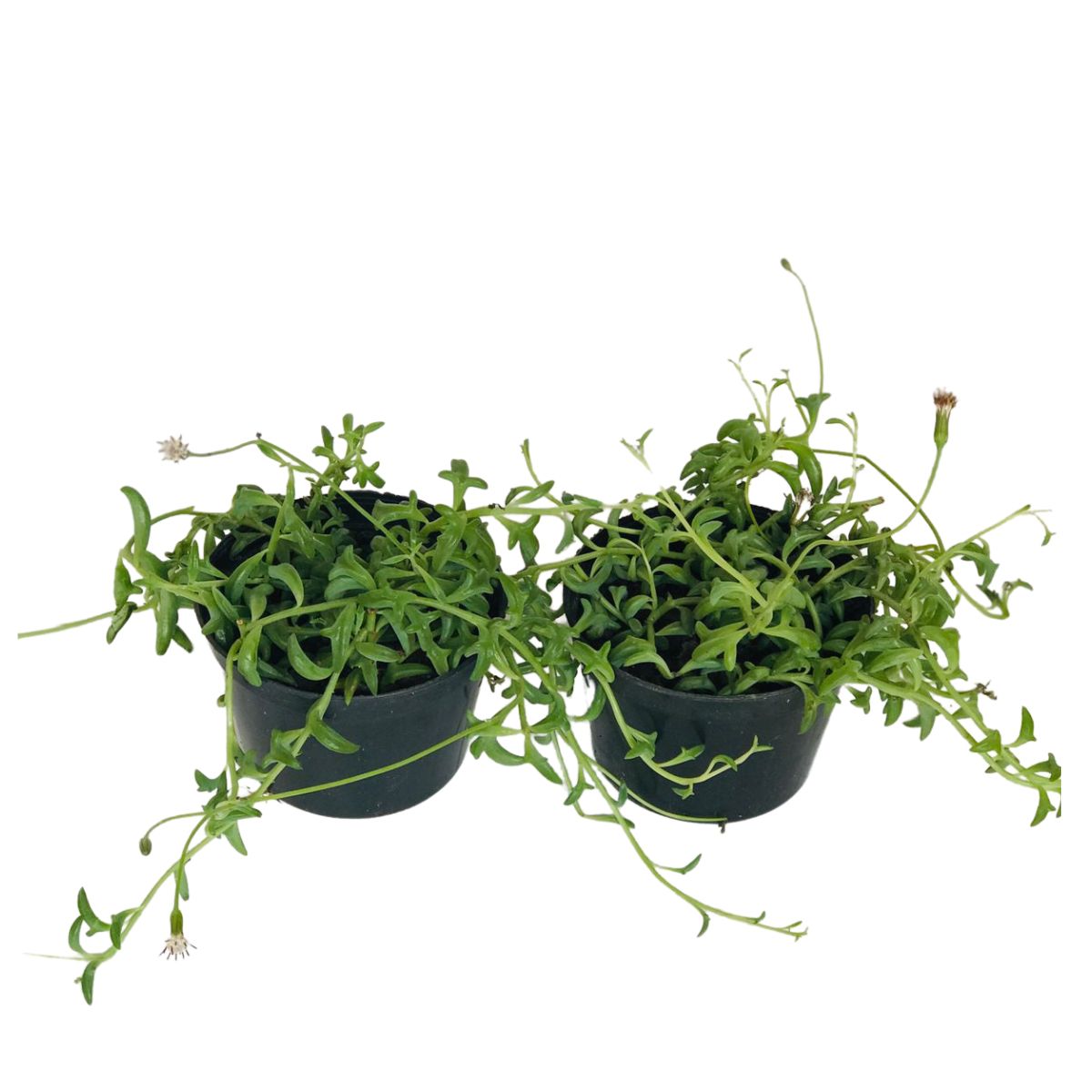 Suculentas Colar de Golfinho – Senecio peregrinus Pote 11 - Imagem 2