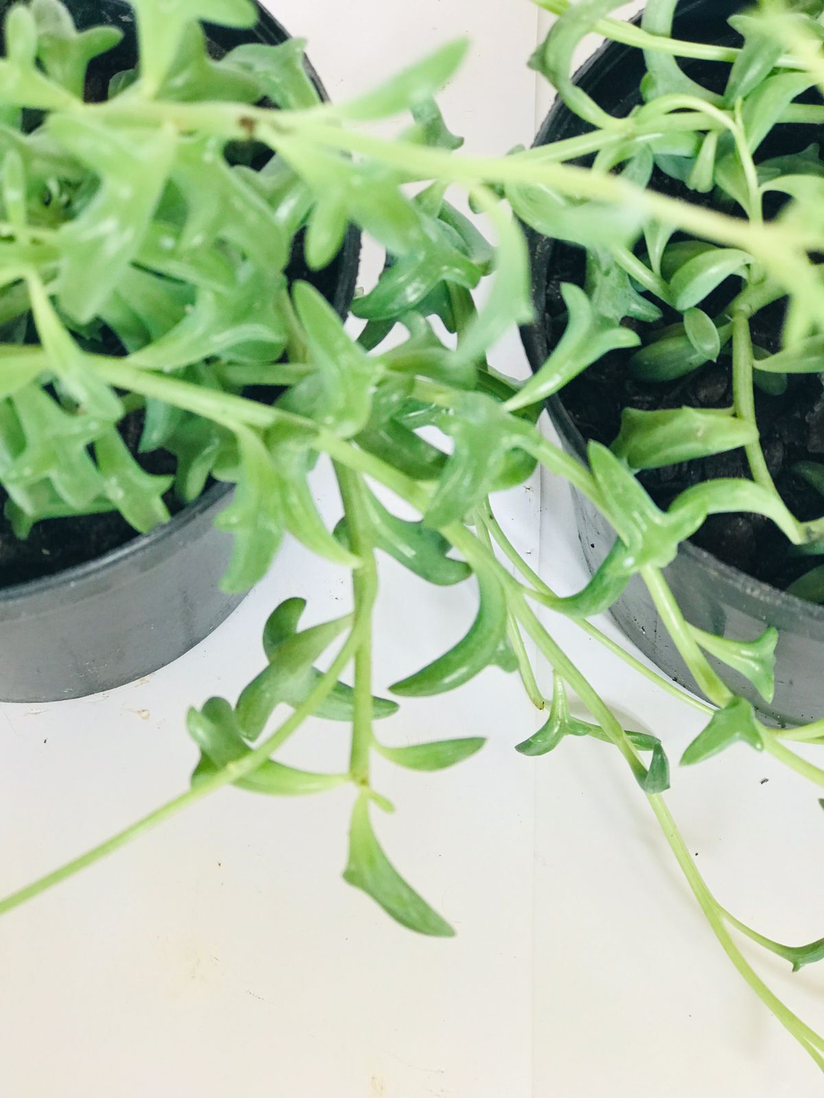 Suculentas Colar de Golfinho – Senecio peregrinus Pote 11 - Imagem 5