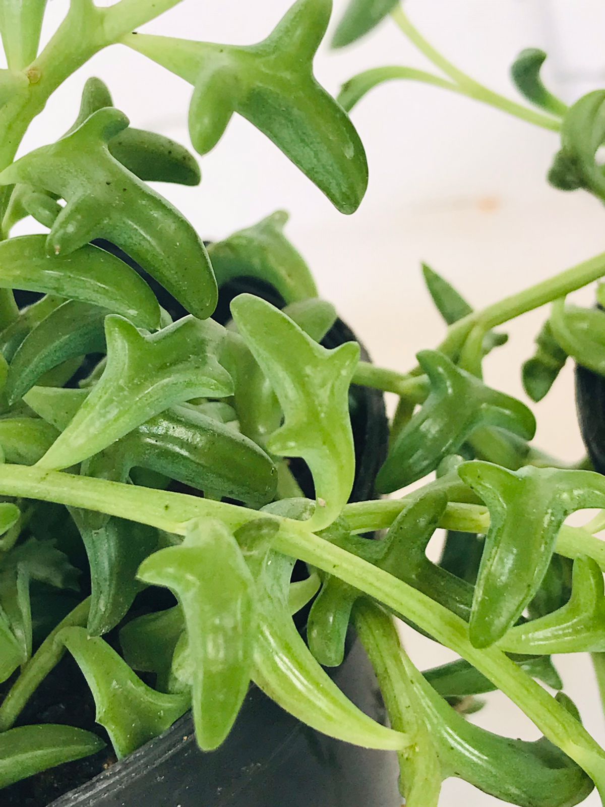Suculentas Colar de Golfinho – Senecio peregrinus Pote 11 - Imagem 3