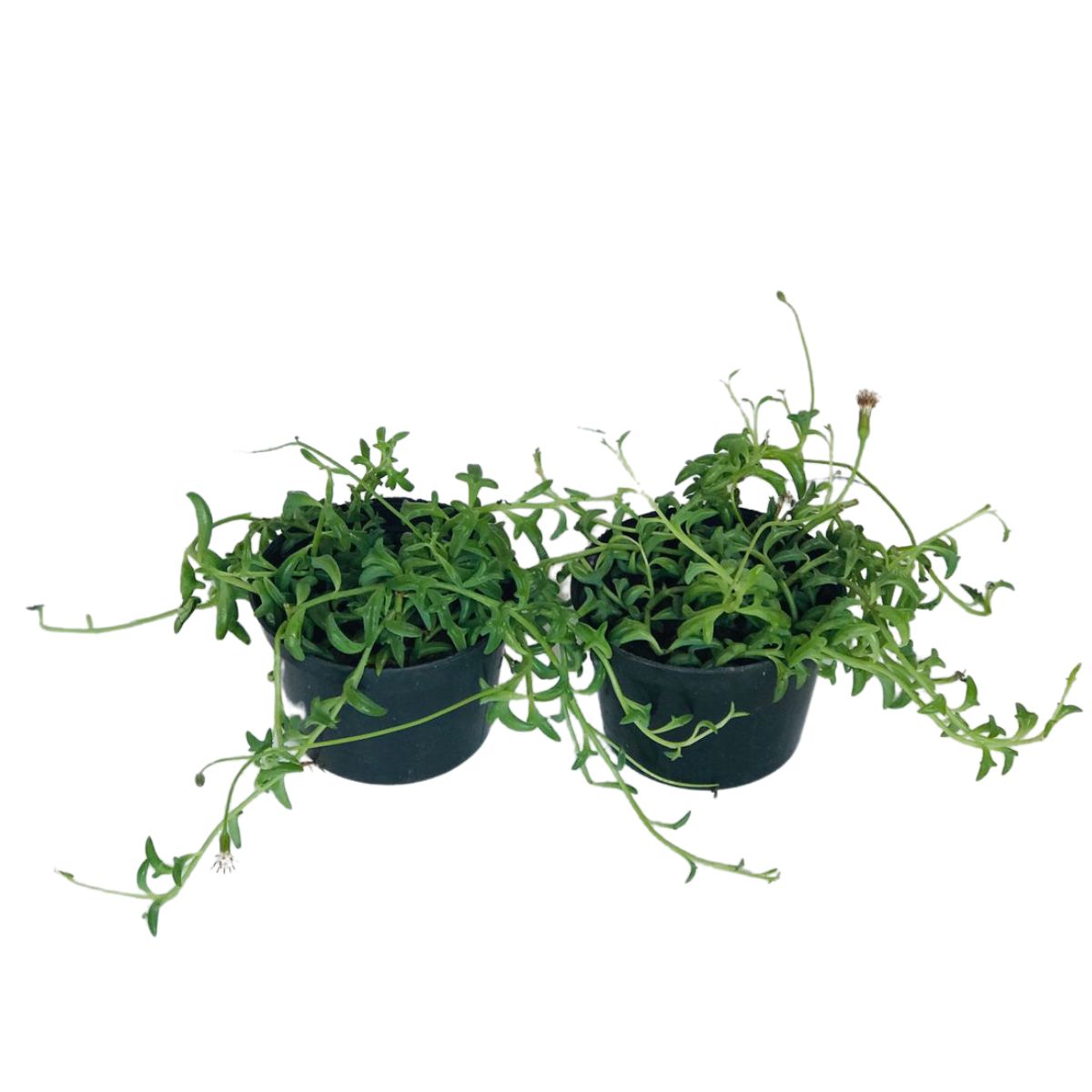 Suculentas Colar de Golfinho – Senecio peregrinus Pote 11 - Imagem 4