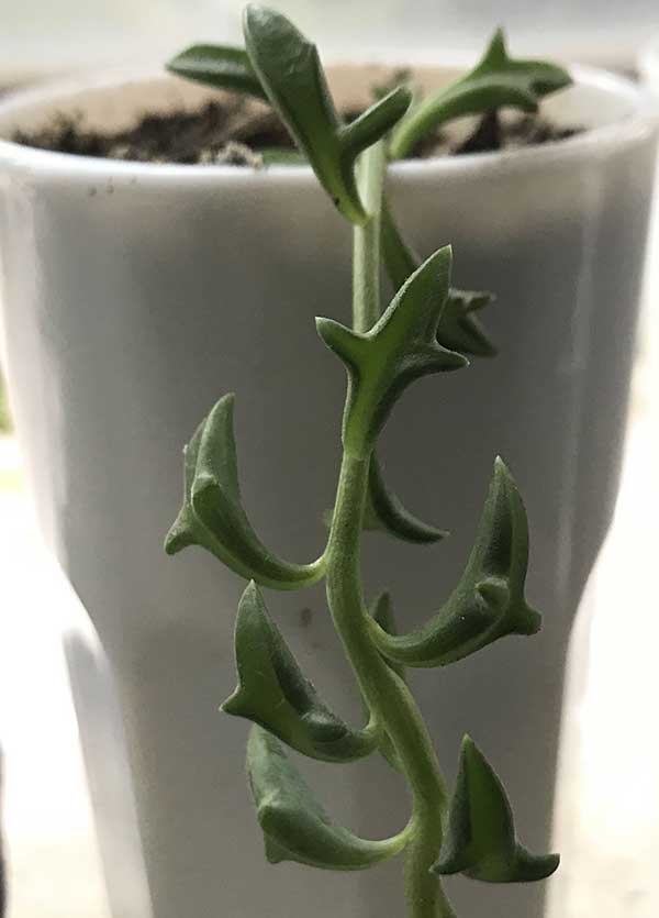 Suculentas Colar de Golfinho – Senecio peregrinus Cuia 14 - Imagem 7