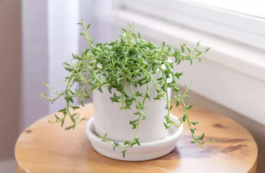 Suculentas Colar de Golfinho – Senecio peregrinus Pote 11 - Imagem 7