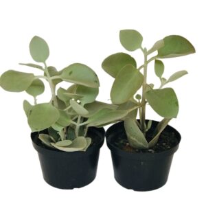 Suculentas  Kalanchoe Bracteata / Colher de Prata Pote 11