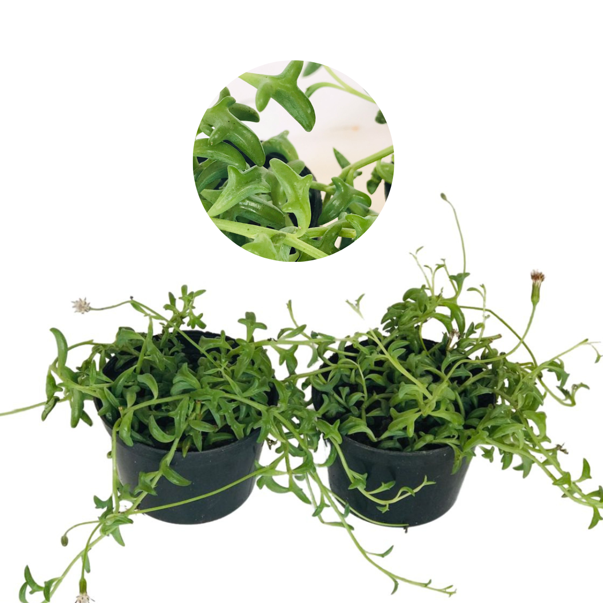 Suculentas Colar de Golfinho – Senecio peregrinus Pote 11