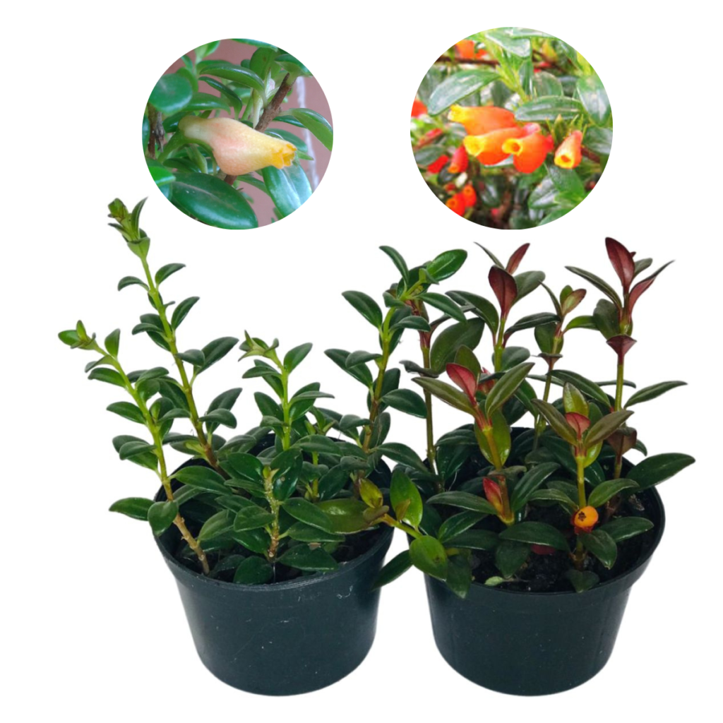 Columéia Peixinho - Nematanthus wettsteinii Pote 11