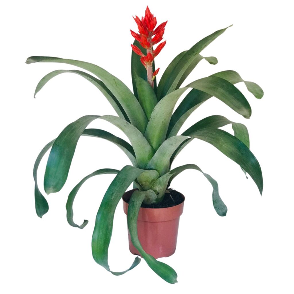 Bromélia Aechmea Frederico Flor Vermelha Pote 15