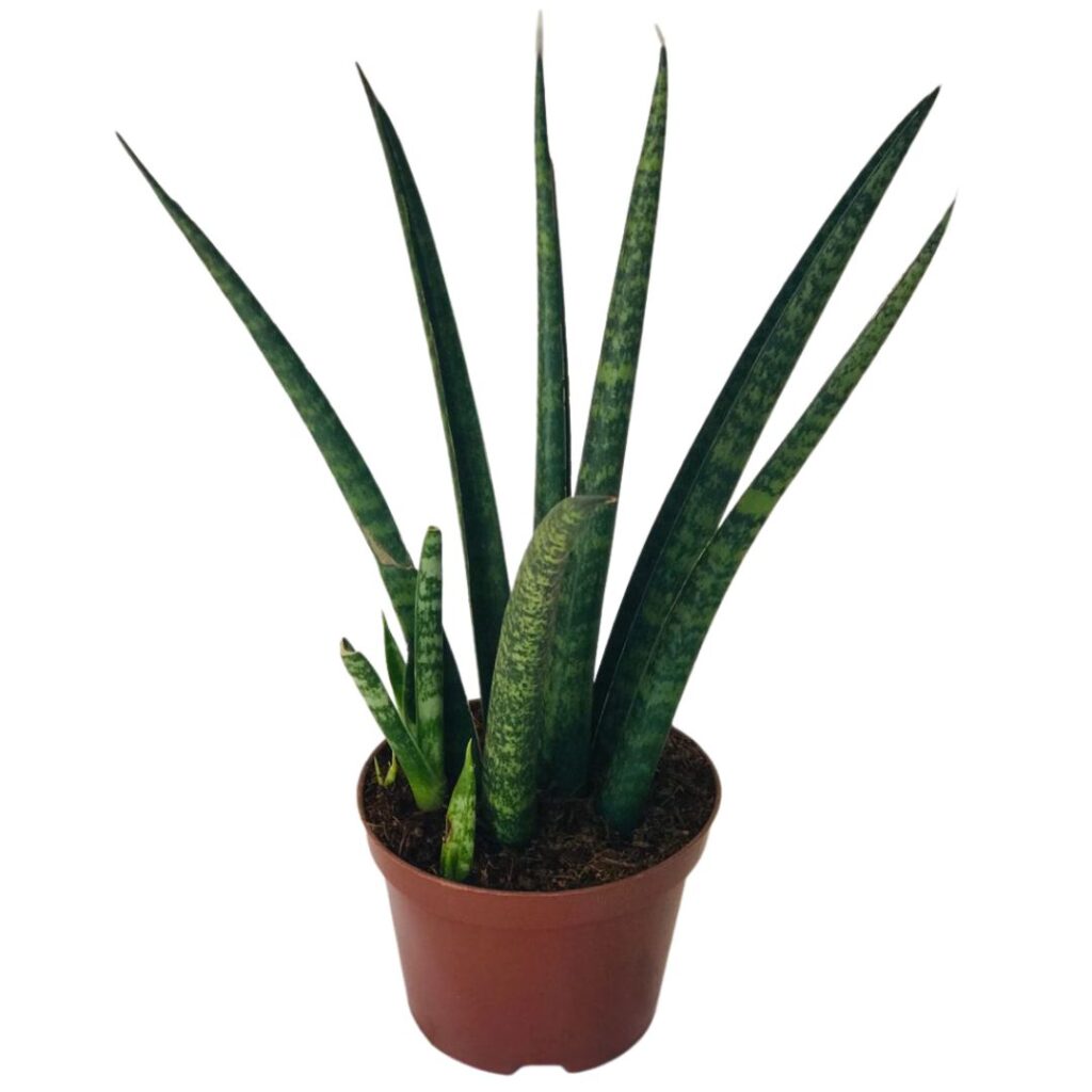 Lança / Espada de São Jorge Japonesa Sansevieria 1m