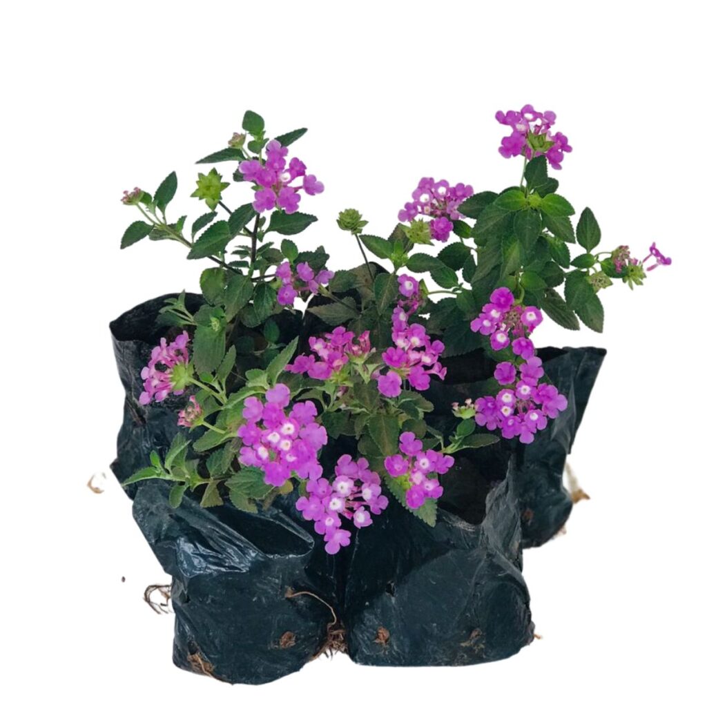 Mini Lantana Cambara Lilás - Lantana Montevidensis - no Saquinho