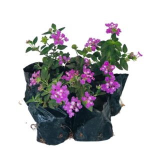 Mini Lantana Cambara Lilás - Lantana Montevidensis - no Saquinho