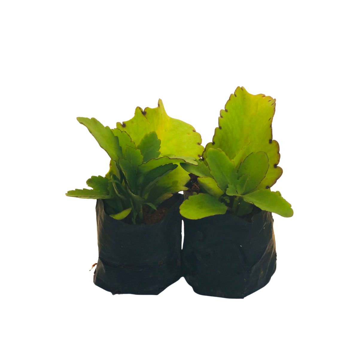 Saião, folha-da-fortuna, Kalanchoe brasiliensis — foto 2