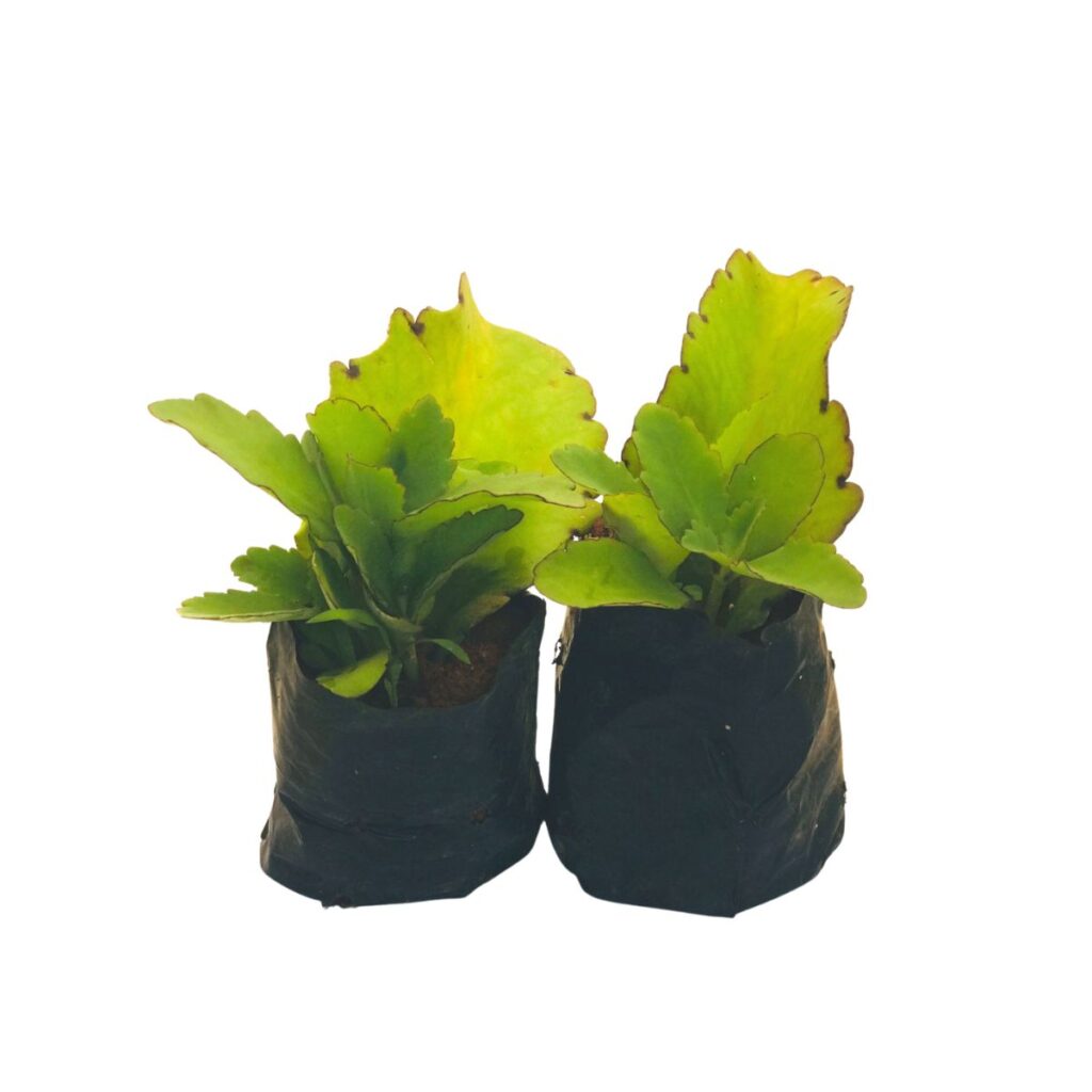 2 Mudas Saião, folha-da-fortuna, Kalanchoe brasiliensis