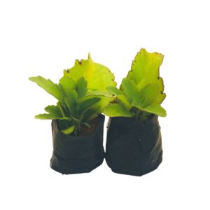 2 Mudas Saião, folha-da-fortuna, Kalanchoe brasiliensis