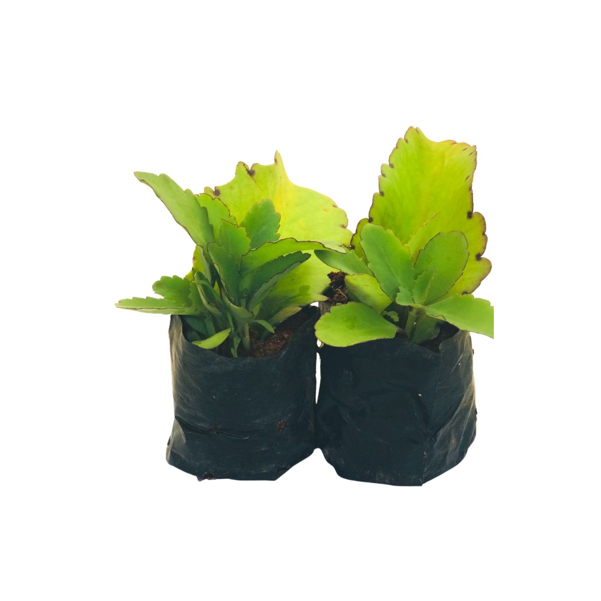 Saião, folha-da-fortuna, Kalanchoe brasiliensis — foto 3