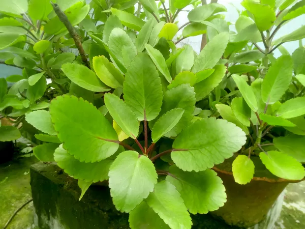 Saião, folha-da-fortuna, Kalanchoe brasiliensis — foto 7
