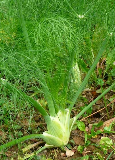 Erva-doce (Pimpinella anisum)  - No Saquinho