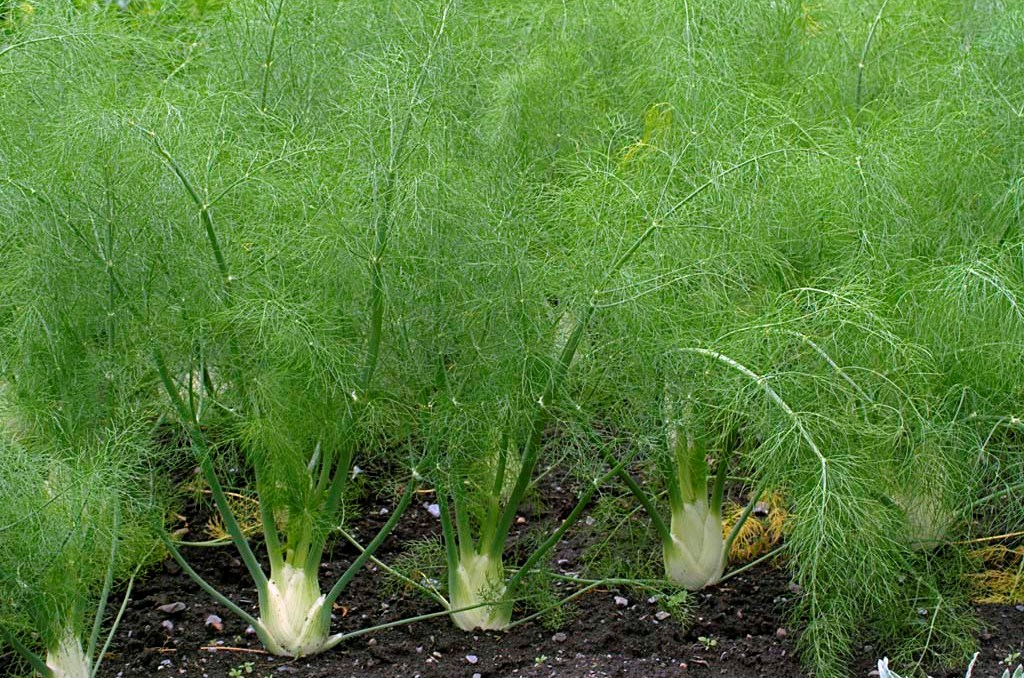 Erva-doce (Pimpinella anisum) - No Saquinho - Imagem 2
