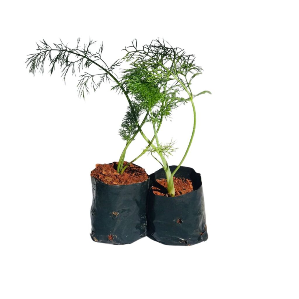 Erva-doce-brasileira, Funcho - Foeniculum vulgare