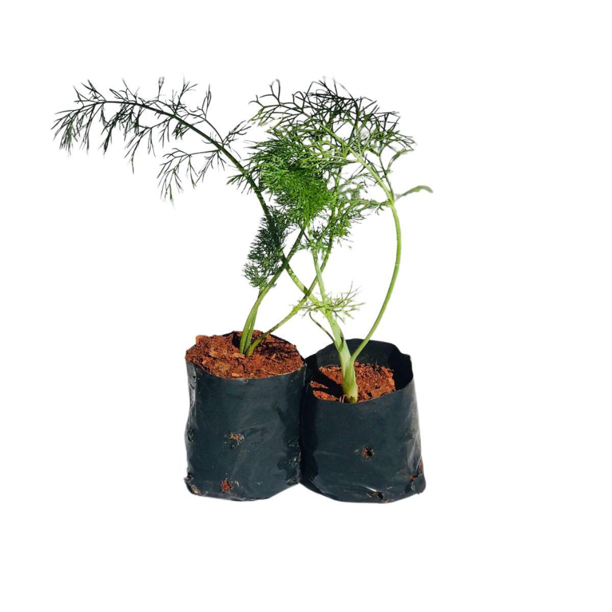 Erva-doce (Pimpinella anisum) - No Saquinho - Imagem 3
