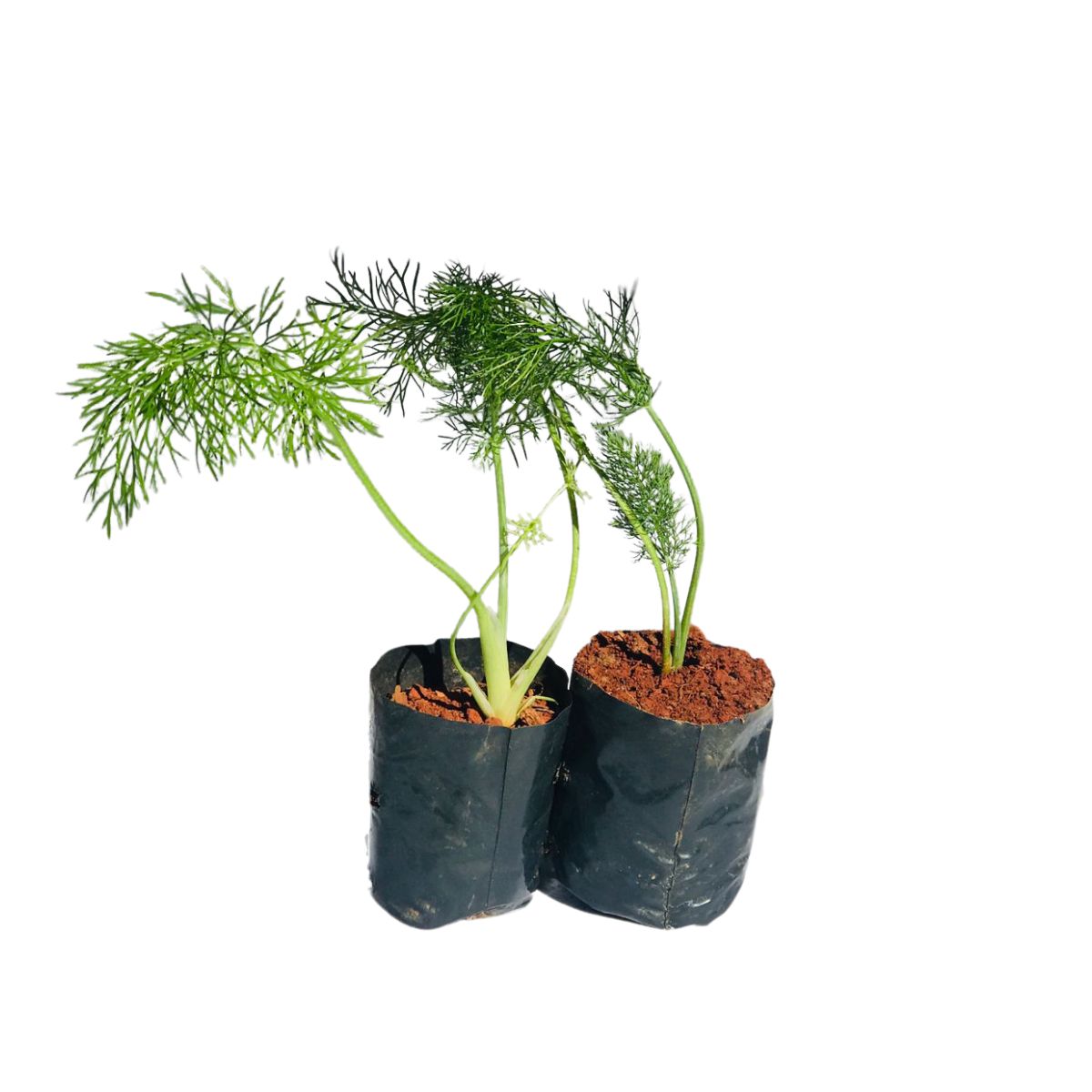 Erva-doce (Pimpinella anisum) - No Saquinho - Imagem 4
