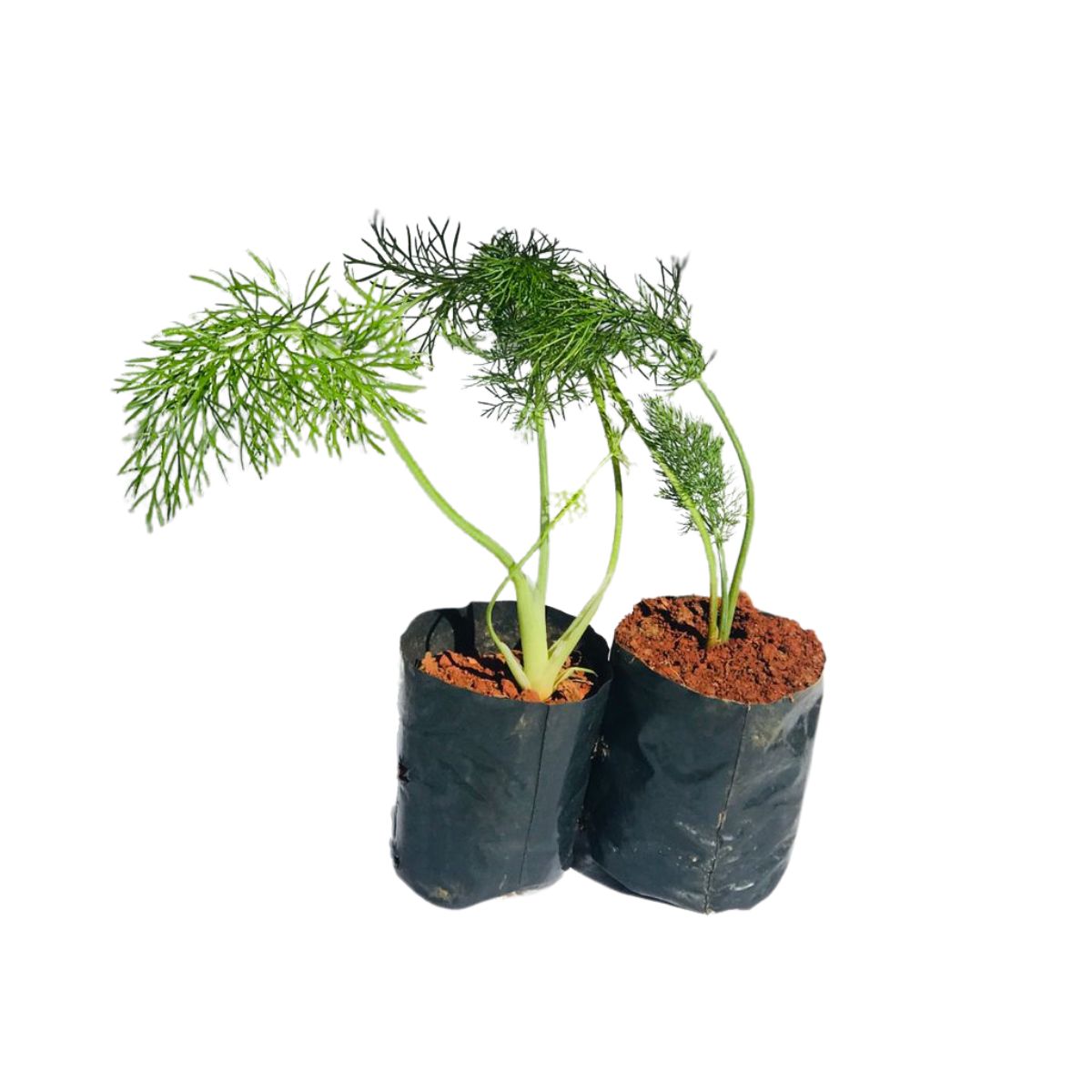 Erva-doce (Pimpinella anisum) - No Saquinho - Imagem 5