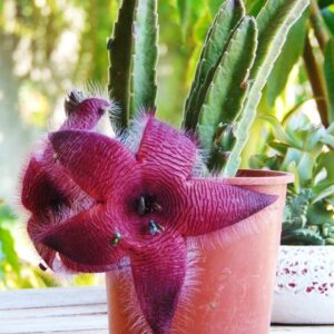 Cacto Estrela - Stapélia Hirsuta - Pote 11
