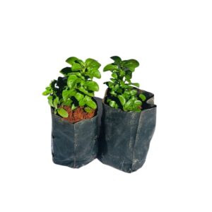 2 Mudas de Poejo - Mentha pulegium - No Saquinho