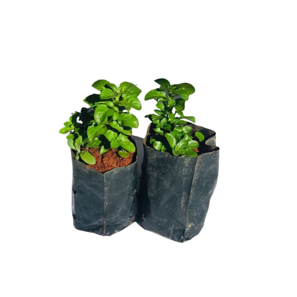 Poejo - Mentha pulegium