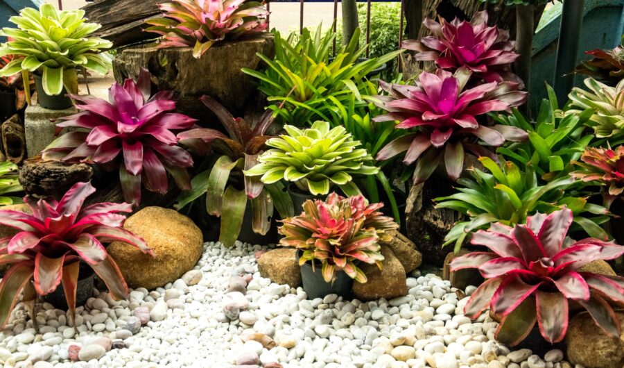 Substrato para Bromélias Forth Jardim 2kg — foto 4